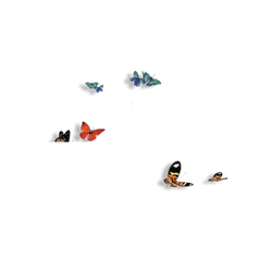 Colored Butterflies - High Download Count PNG