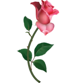Rose - plant - Designer Recommended PNG