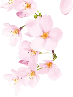 Cherry Blossom - PNG - nature - Pic 3