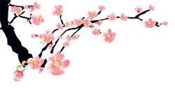 Cherry Blossom - flower - falling - Transparent Background PNG