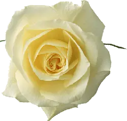 White Rose - beautiful - Designer's Pick PNG