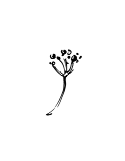 Rose - High Resolution PNG - Transparent Layer PNG