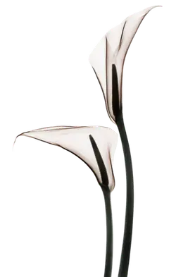Calla Lily - plant - art - Free Download PNG