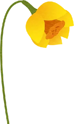 Yellow Flower - plant - illustration - Transparent Layer PNG