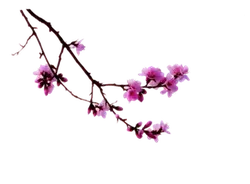 Peach Blossom - Transparent Layer PNG - Free PNG