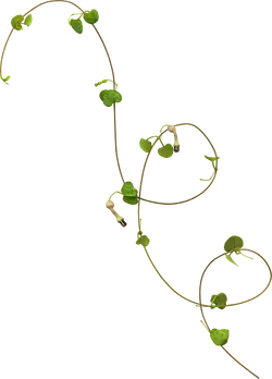 Pea Vine - green - PNG