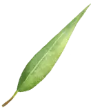 Willow Leaf - Highly Rated PNG