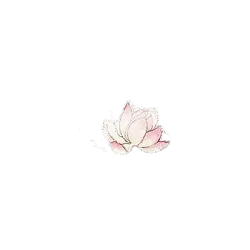 Pink Lotus Flower - Transparent Background PNG