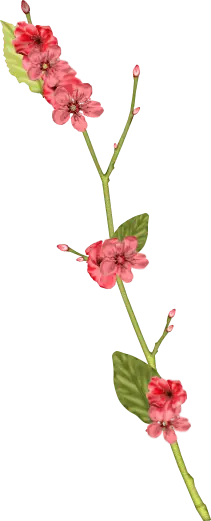 Peach Blossom Branch - pink - spring - Transparent Layer PNG