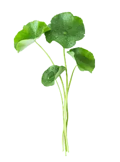 Water Lettuce - plant - Transparent Layer PNG