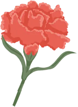 Carnation - plant - natural - Lossless PNG