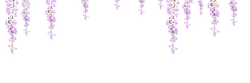Wisteria - flower - Transparent Background PNG