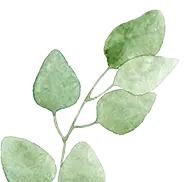 Alnus leaf - green - High Resolution PNG