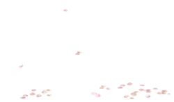 Petals Falling - night sky - Free Download PNG