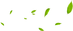 Leaves Falling - falling - Free Download PNG
