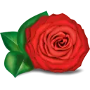 red - Red Rose - PNG Images
