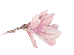 Magnolia - magnolia - Trending PNG