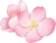 Cherry Blossom - Designer's Pick PNG - Transparent Background PNG