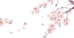 Peach Blossom - High Resolution PNG - High Quality PNG