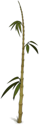 Bamboo - stem - No Watermark PNG