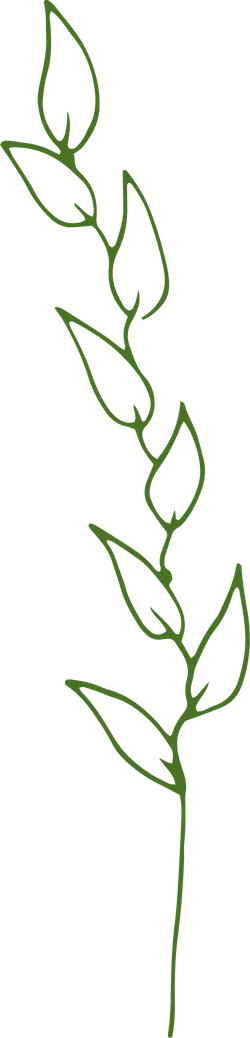 Wheat Spike - line drawing - No Watermark PNG