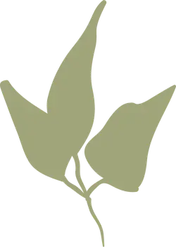 Clover - Free for Commercial Use PNG - nature