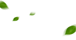 Falling Green Leaves - nature - green - Lossless PNG
