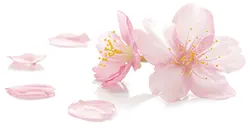 No Background PNG - Cherry Blossom - nature