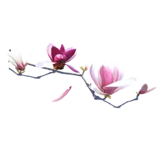 Magnolia - Transparent Background PNG - white