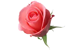 Rose - love - romantic - High Resolution PNG