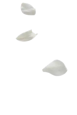 Petals - lightweight - Trending PNG