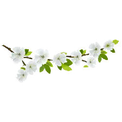 White Flowering Branch - green leaves - No Background PNG