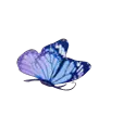 Blue Butterfly - color - Free PNG