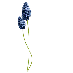 Grape Hyacinth - blue-purple - Transparent Layer PNG