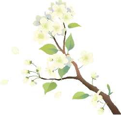 Pear Blossom Branch - High Resolution PNG