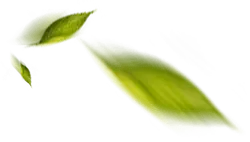 Leaf - shadow - PNG Images