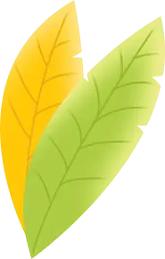 Two Leaves - autumn - No Watermark PNG