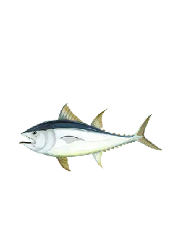 Scomber japonicus - jack family - High Resolution PNG