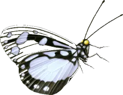 Common Mime - nature - Transparent Layer PNG