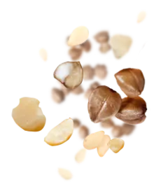 Peanut - yummy - Free PNG