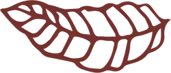 Leaf - Designer's Pick PNG - ecology