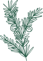 Pine Branch - green - Trending PNG