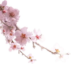 Peach Blossom - Free Download PNG - Trending PNG
