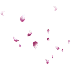 Pink Petals - High Resolution PNG - Transparent Layer PNG
