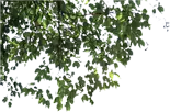 Leaves - High Download Count PNG