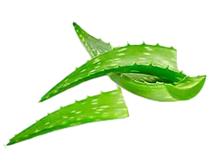 Aloe vera leaf - Fast Download PNG