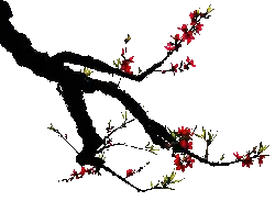 Plum Blossom - spring - PNG Images