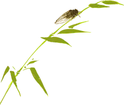 Cicada - insect - Transparent Layer PNG