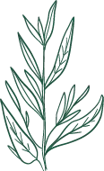 Plant Branches - line art - High Resolution PNG