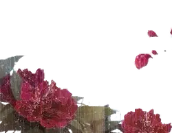 Red Flowers - petal - plant - Free Download PNG